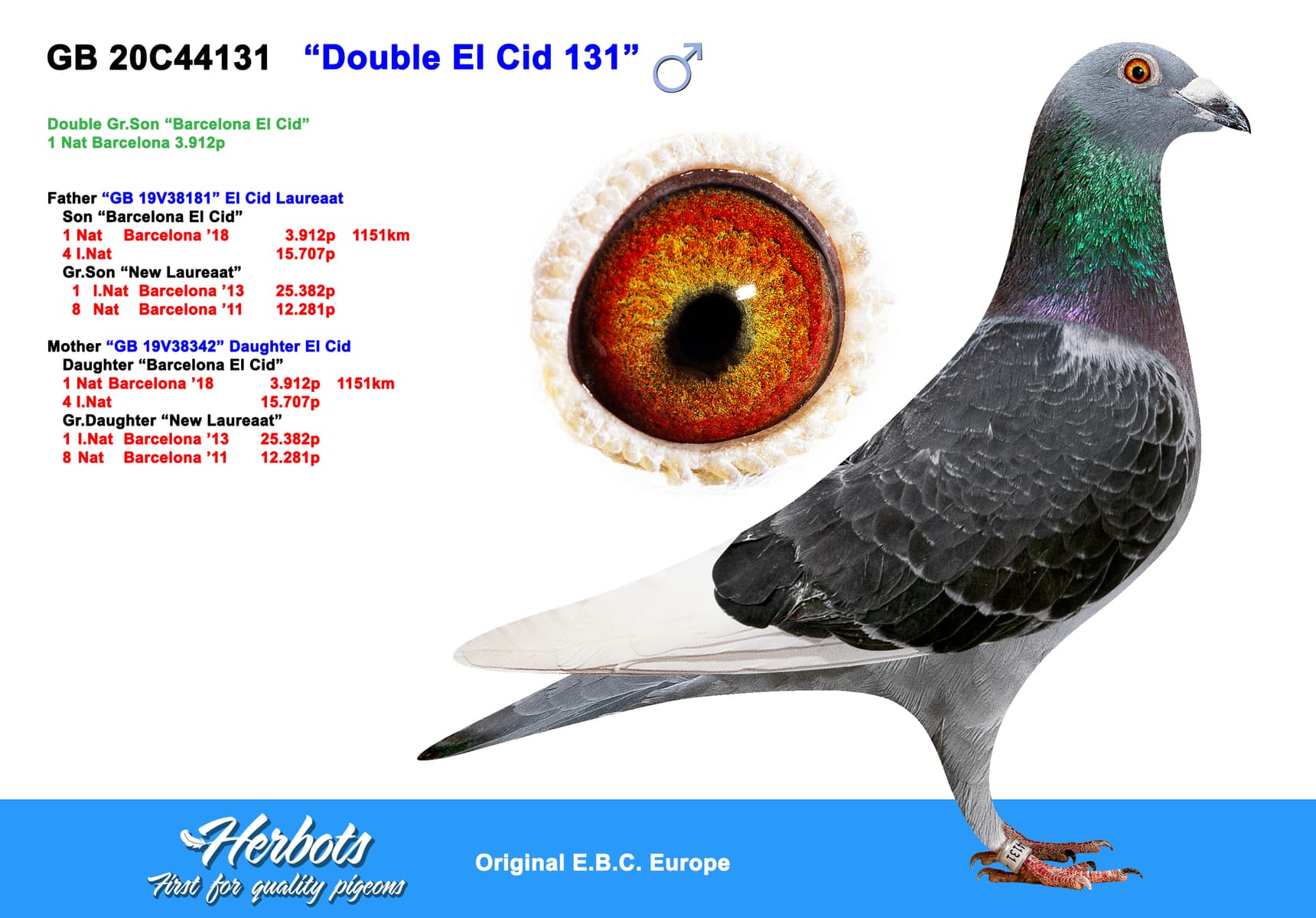 pigeon: undefined
