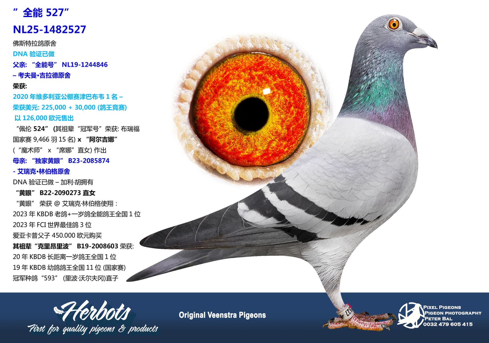 pigeon: undefined