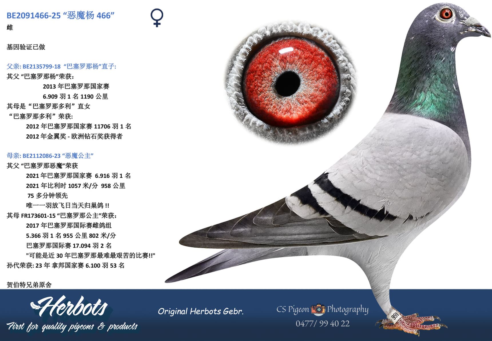 pigeon: undefined