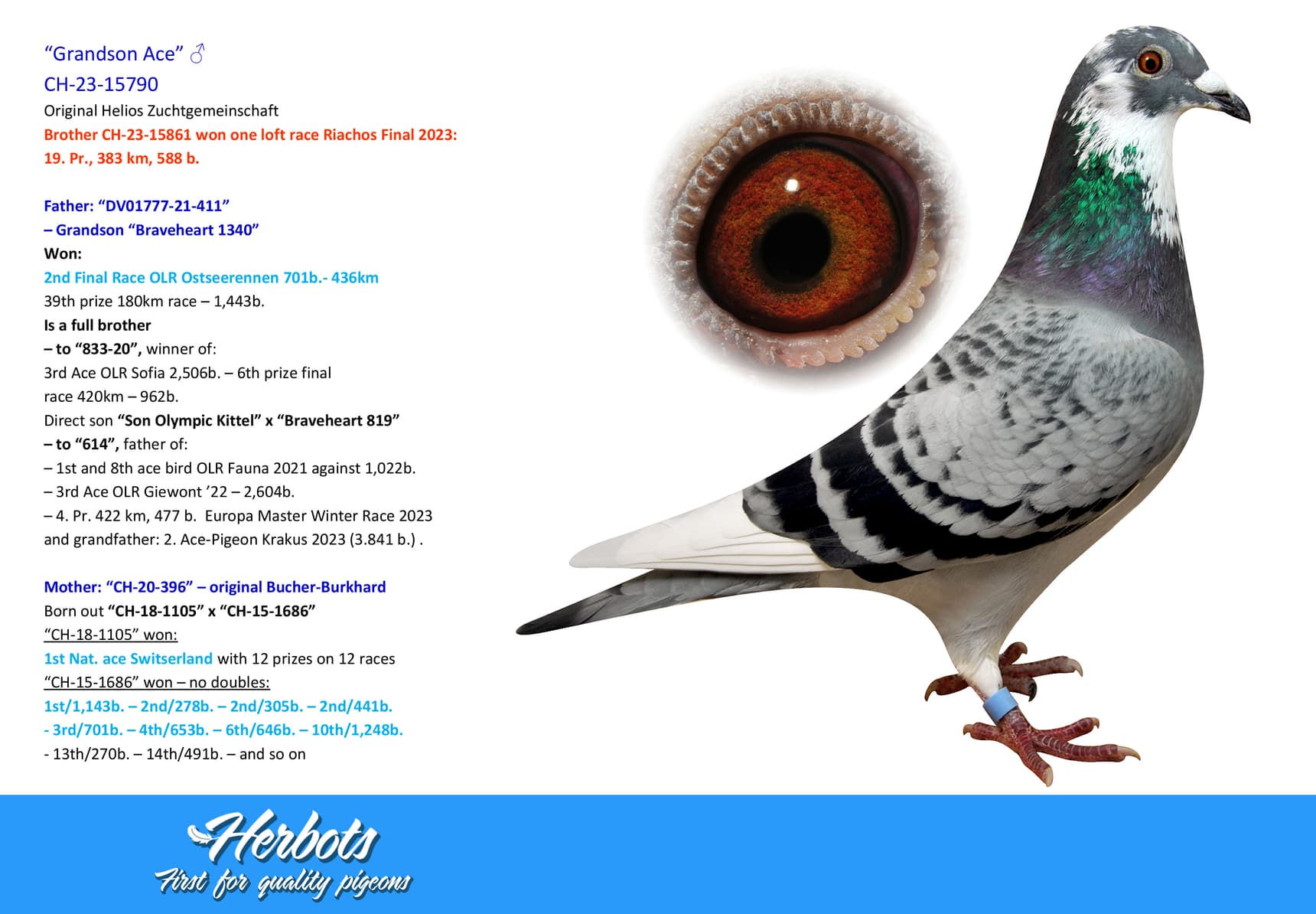pigeon: undefined