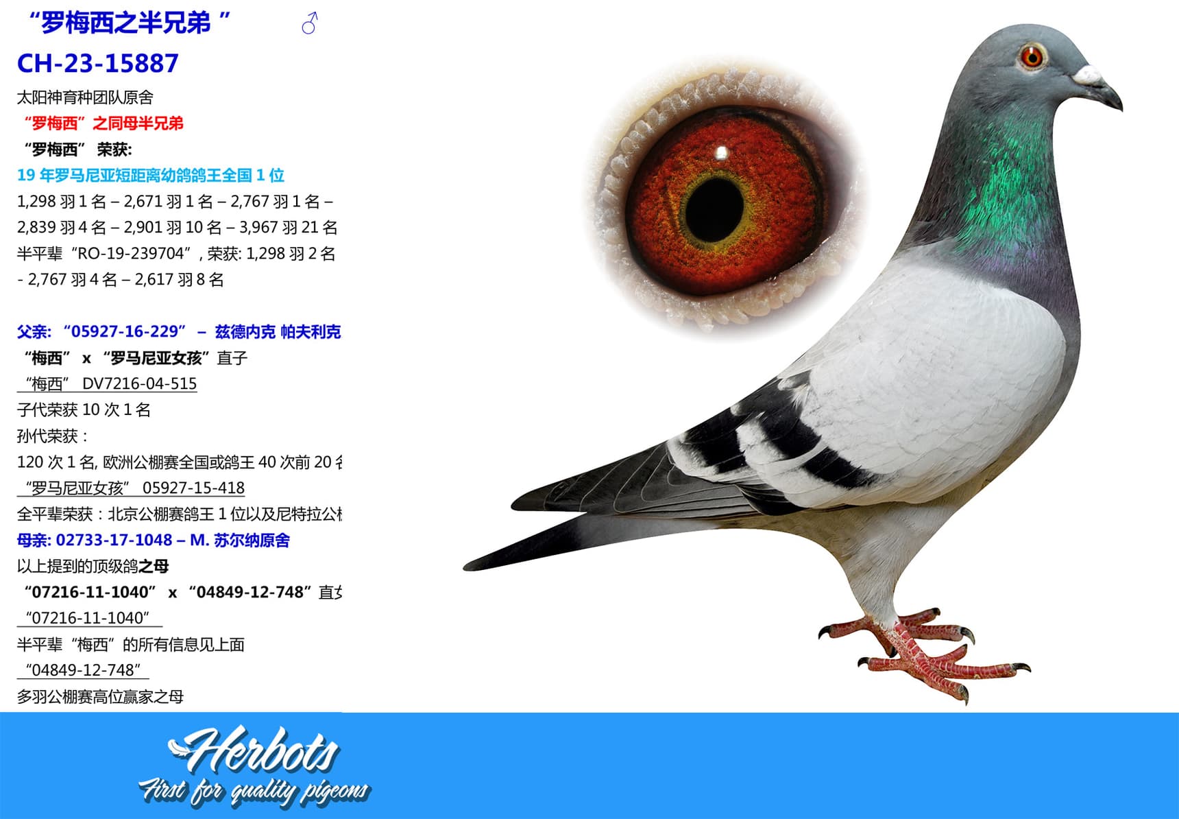 pigeon: undefined