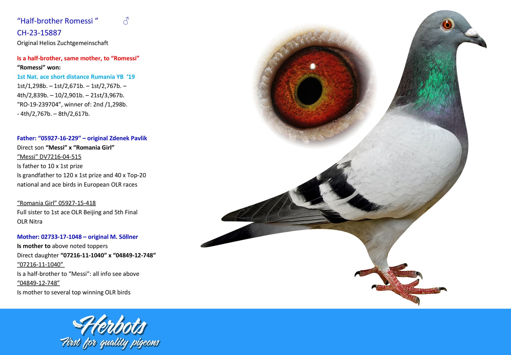 pigeon: undefined