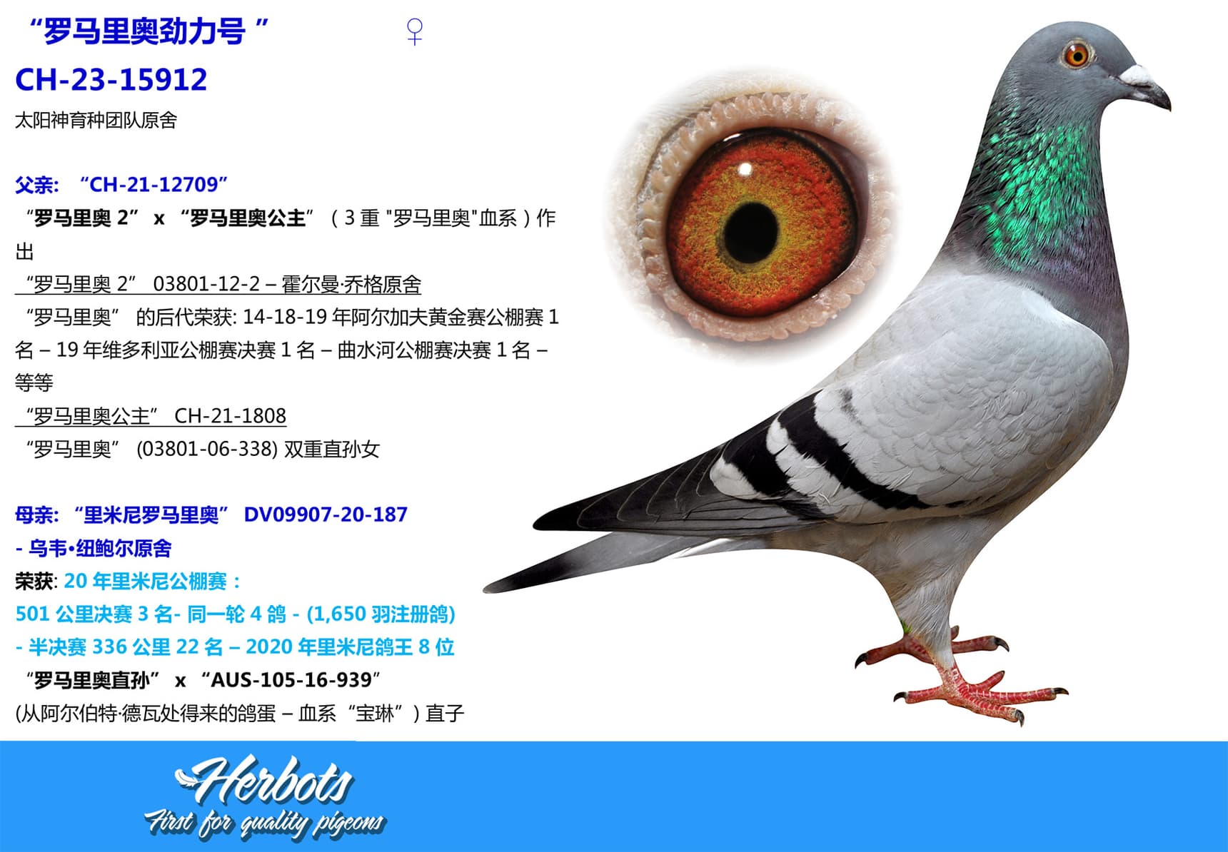 pigeon: undefined
