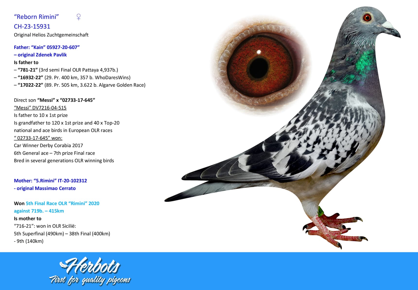 pigeon: undefined
