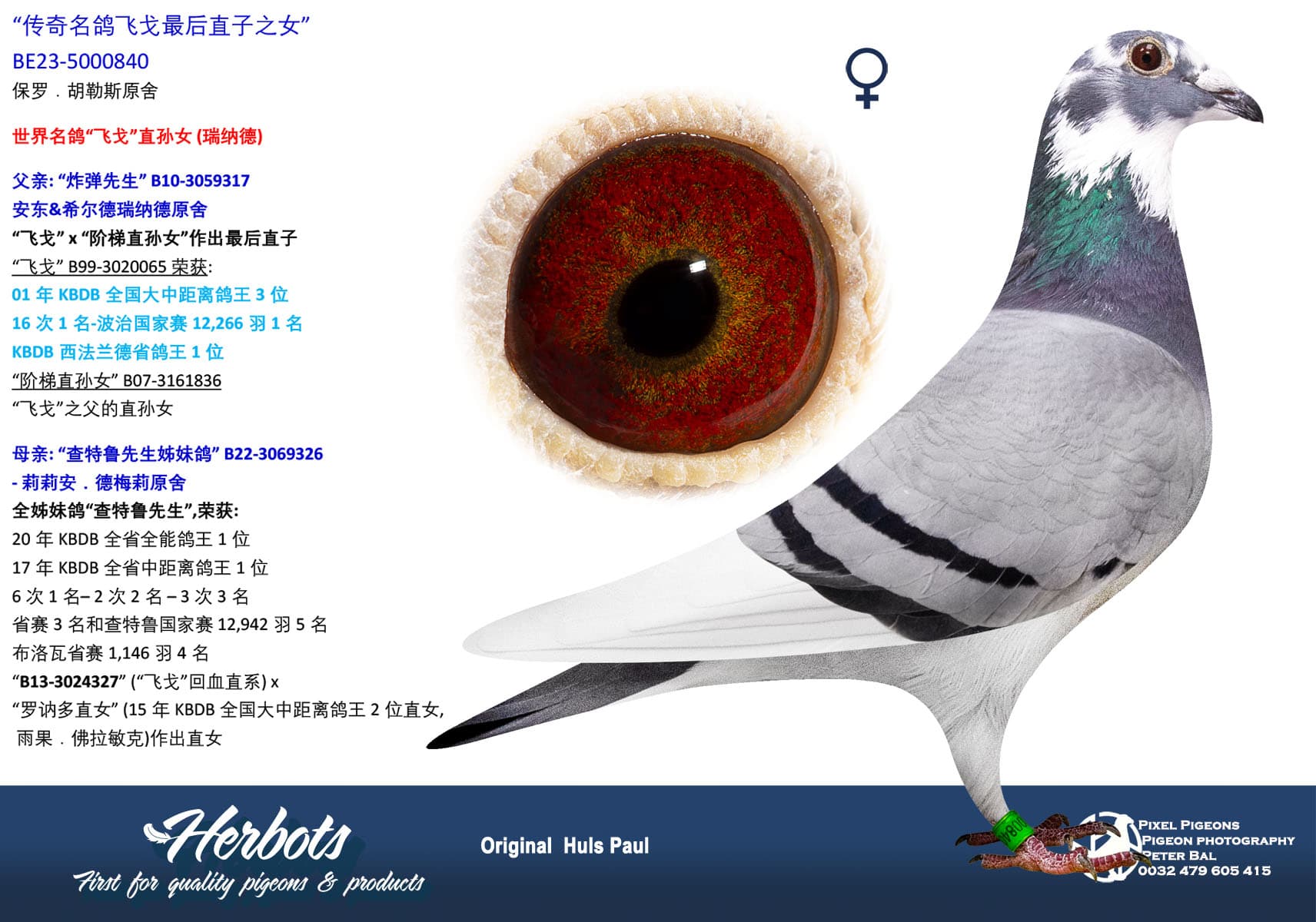 pigeon: undefined