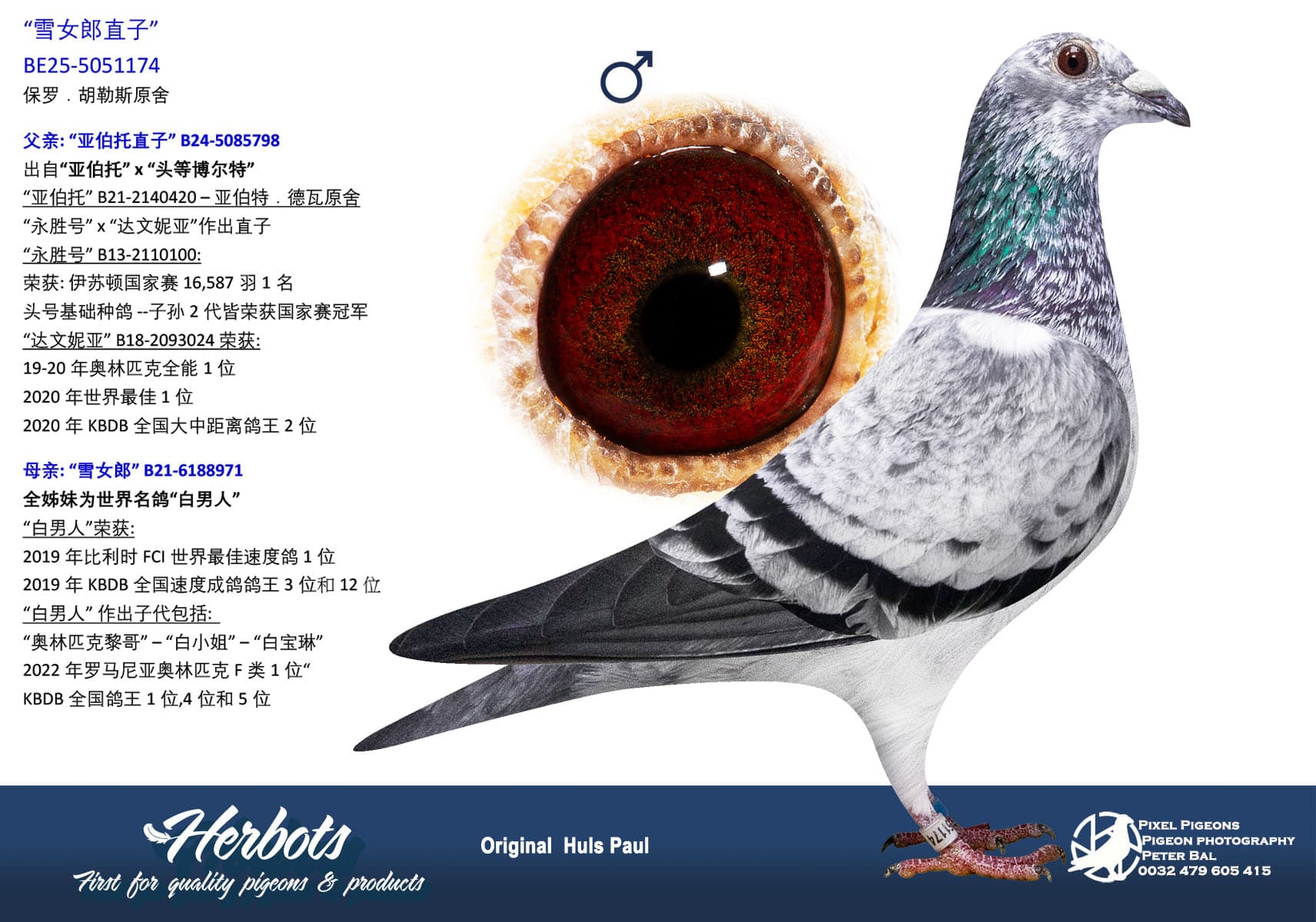 pigeon: undefined