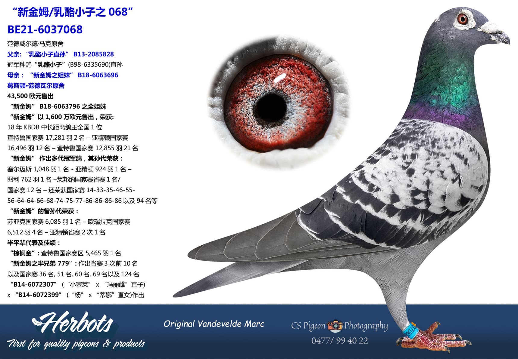 pigeon: undefined