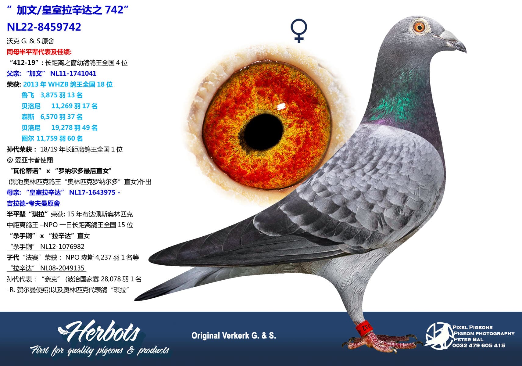 pigeon: undefined