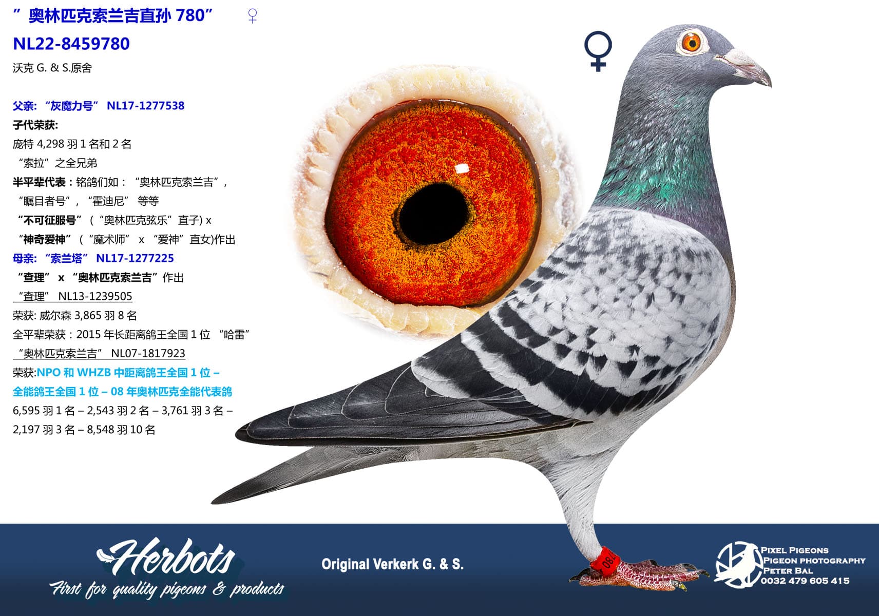 pigeon: undefined