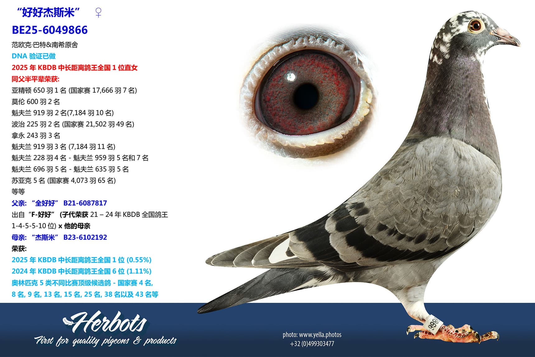 pigeon: undefined