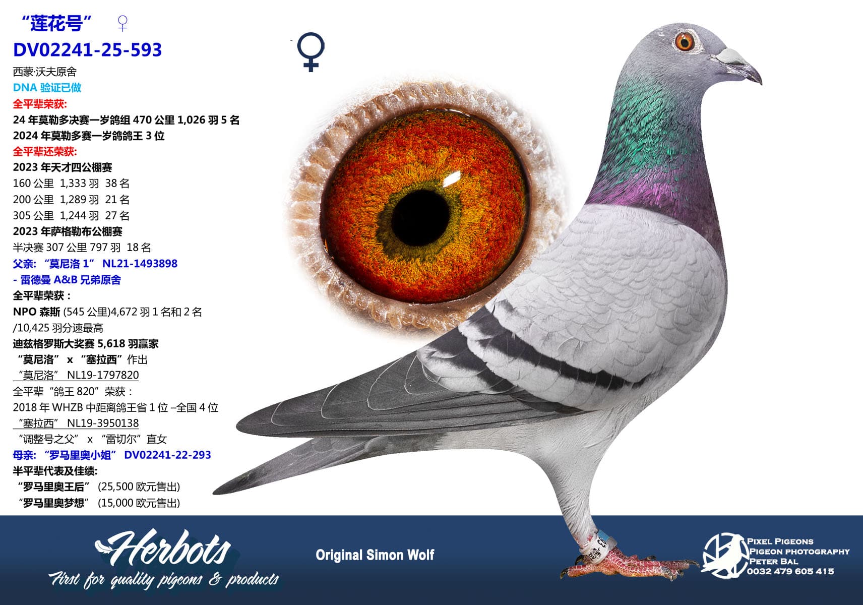 pigeon: undefined