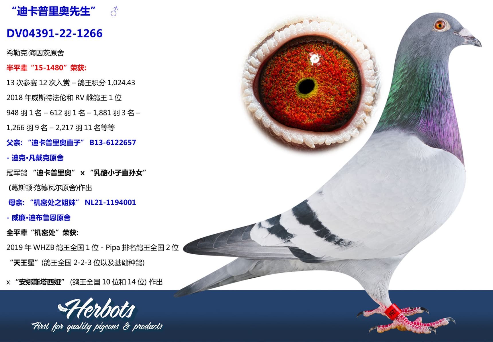 pigeon: undefined