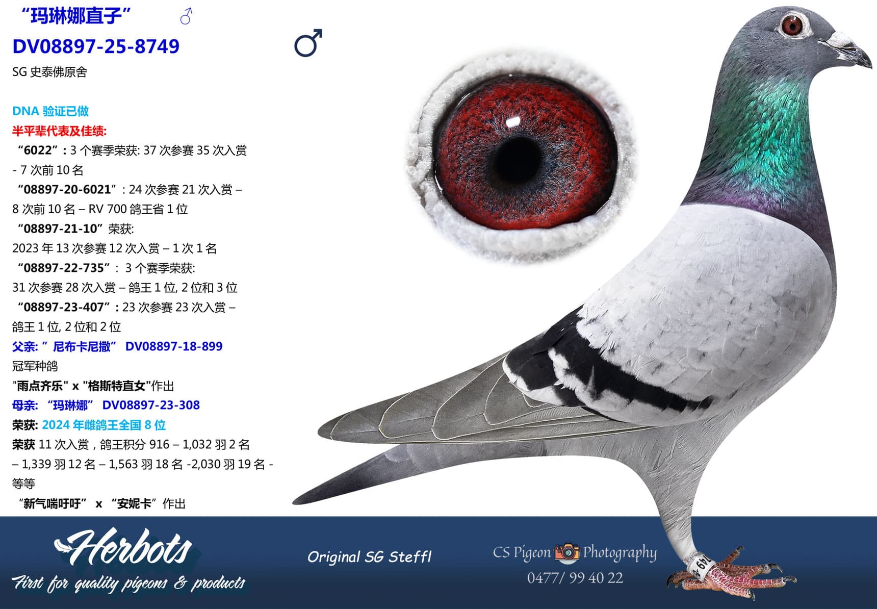 pigeon: undefined