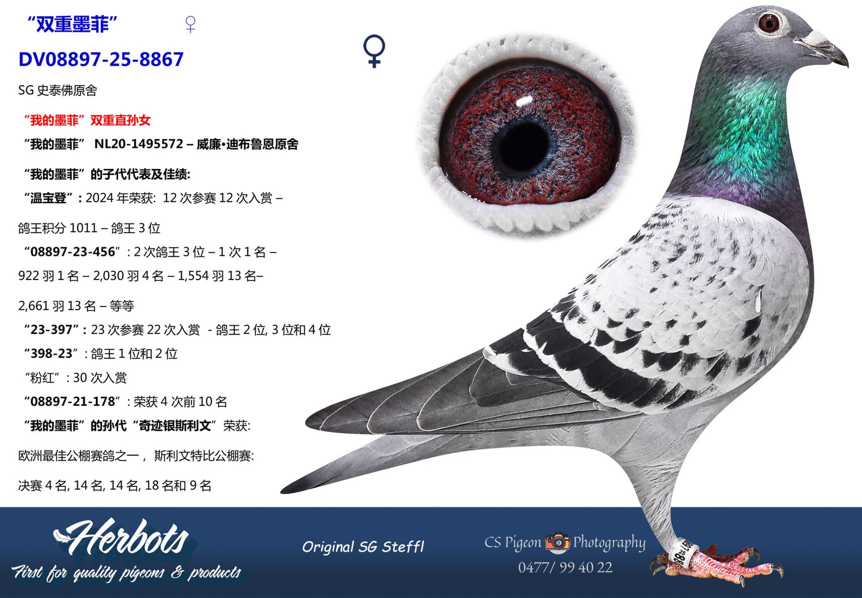 pigeon: undefined
