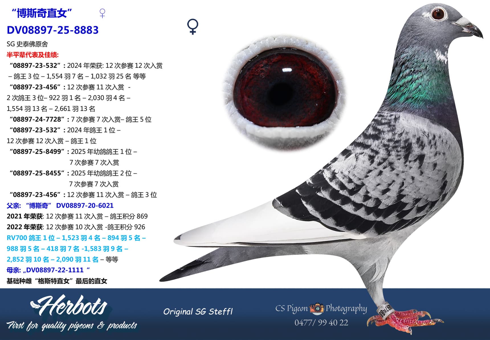 pigeon: undefined