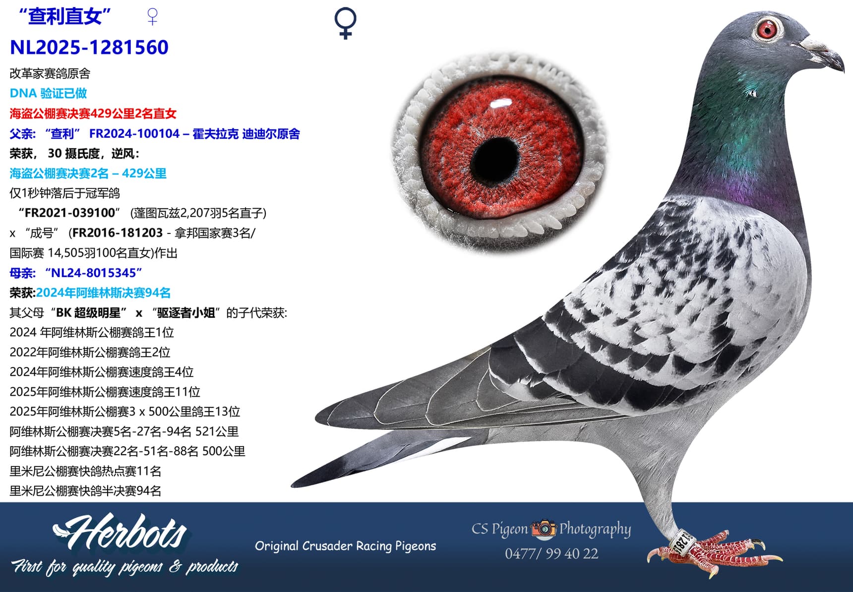 pigeon: undefined