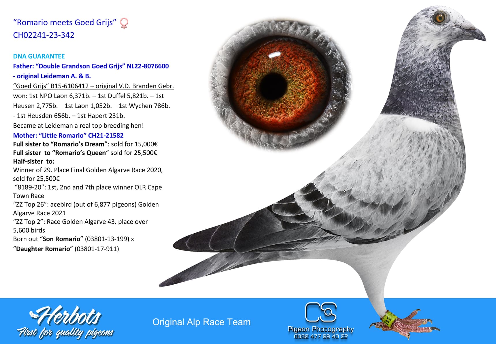 pigeon: undefined