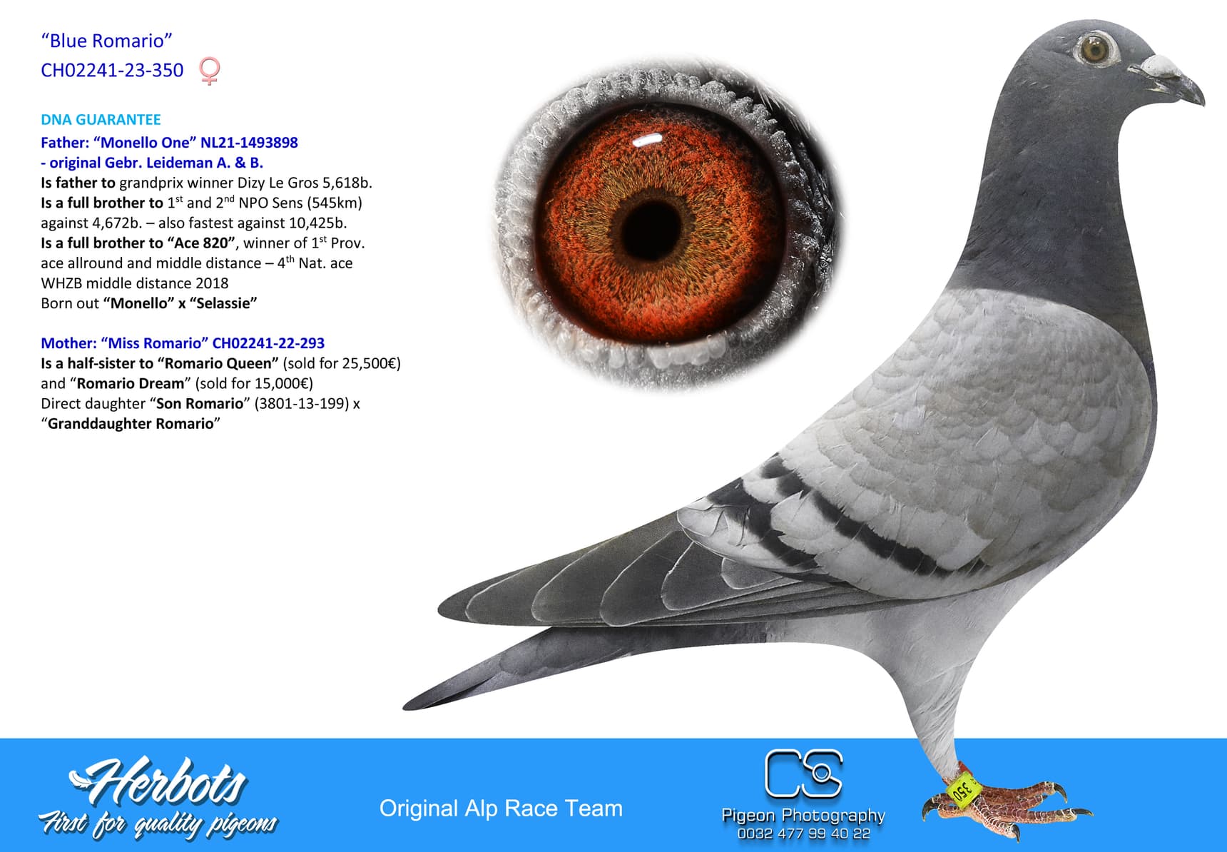 pigeon: undefined