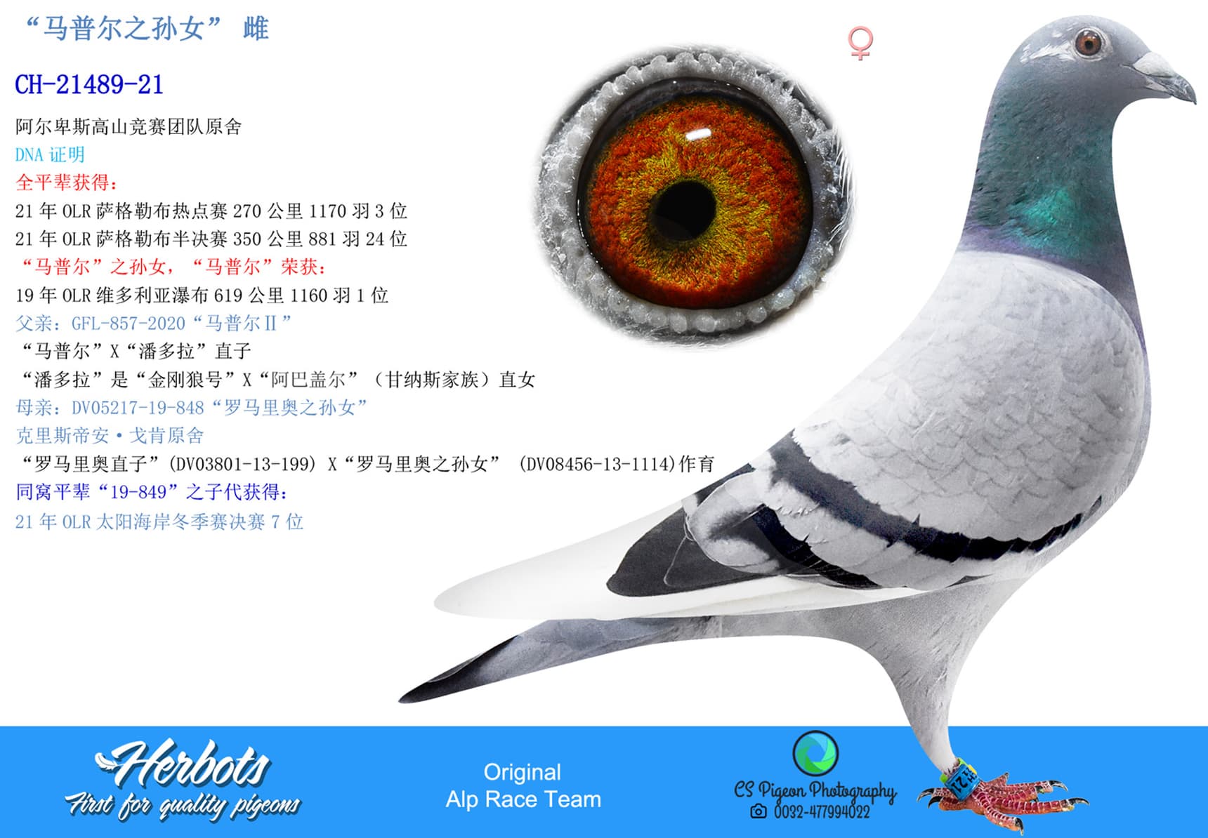 pigeon: undefined