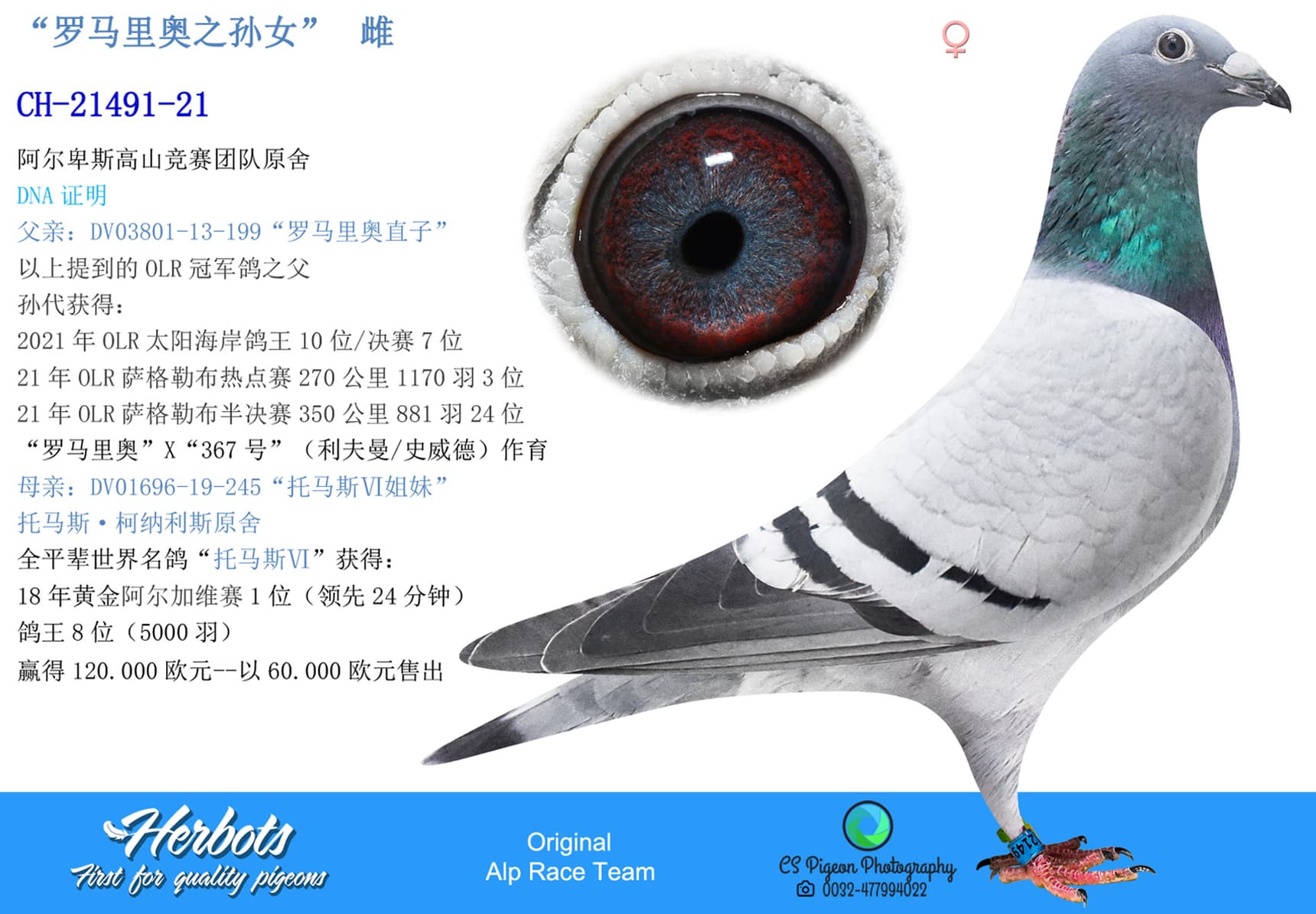 pigeon: undefined