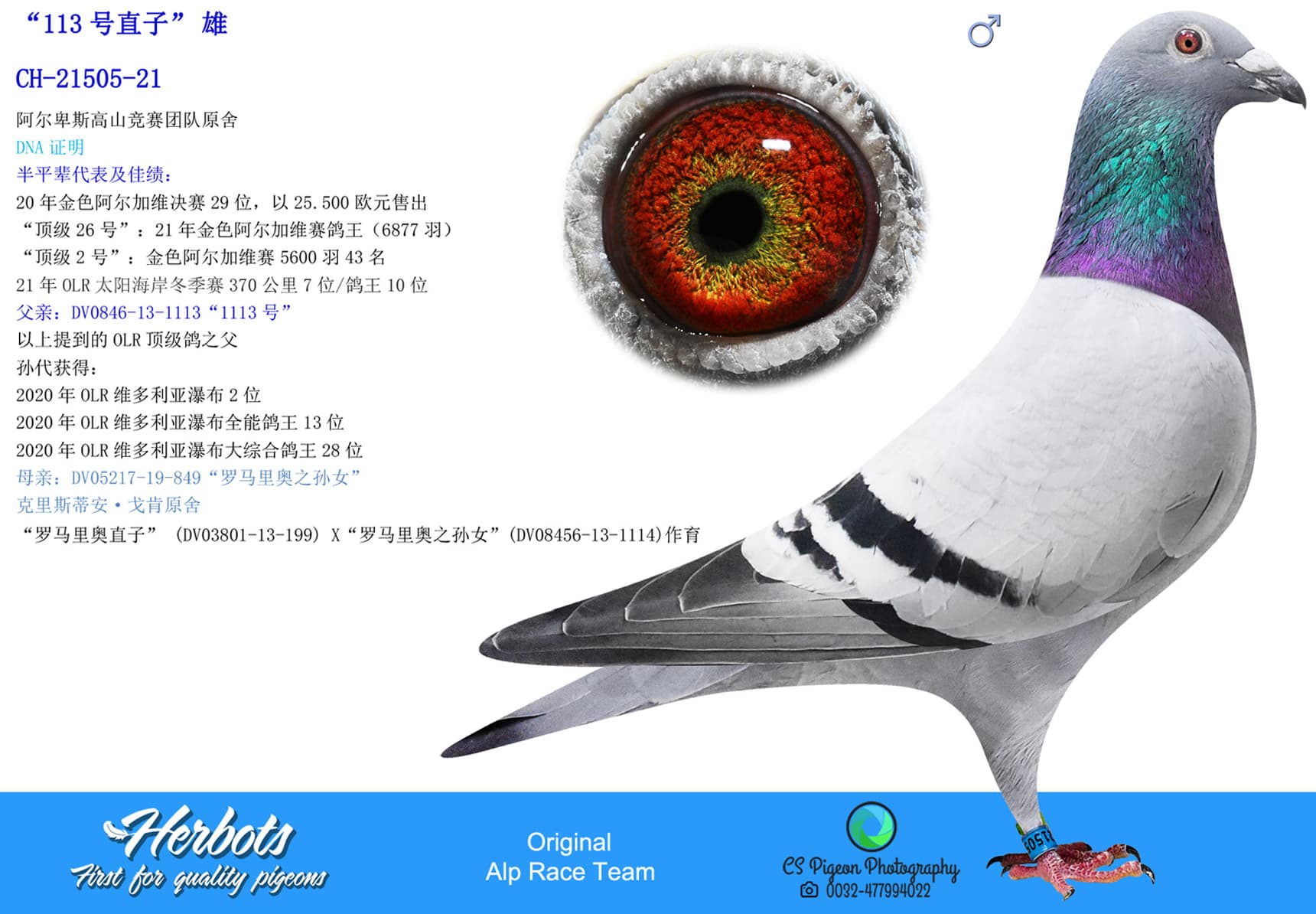 pigeon: undefined