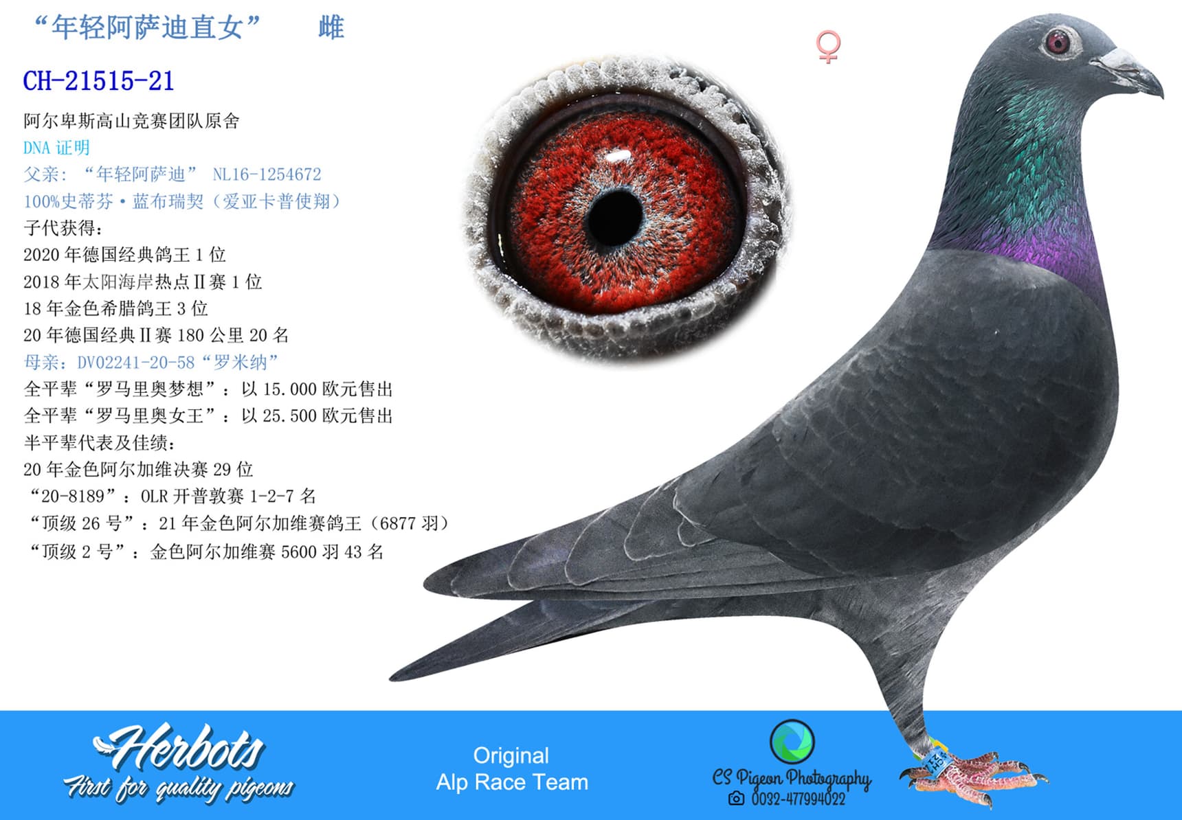 pigeon: undefined