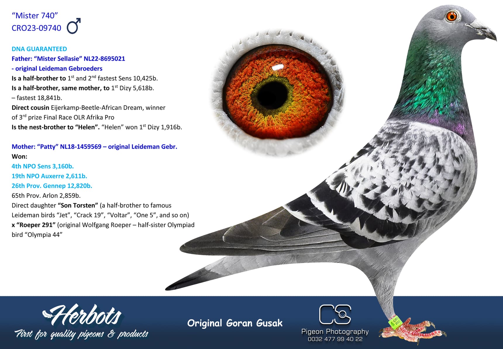 pigeon: undefined