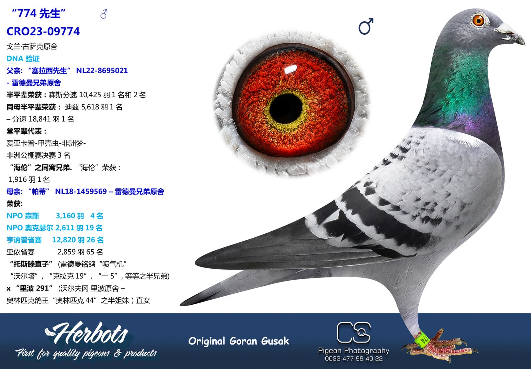 pigeon: “774先生”