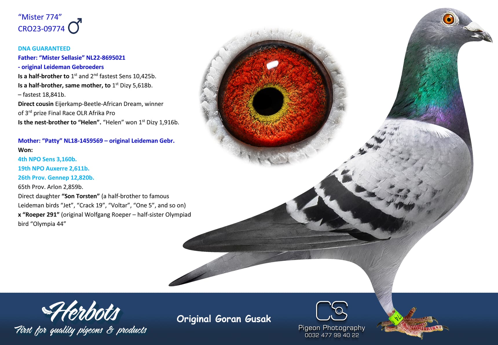 pigeon: undefined