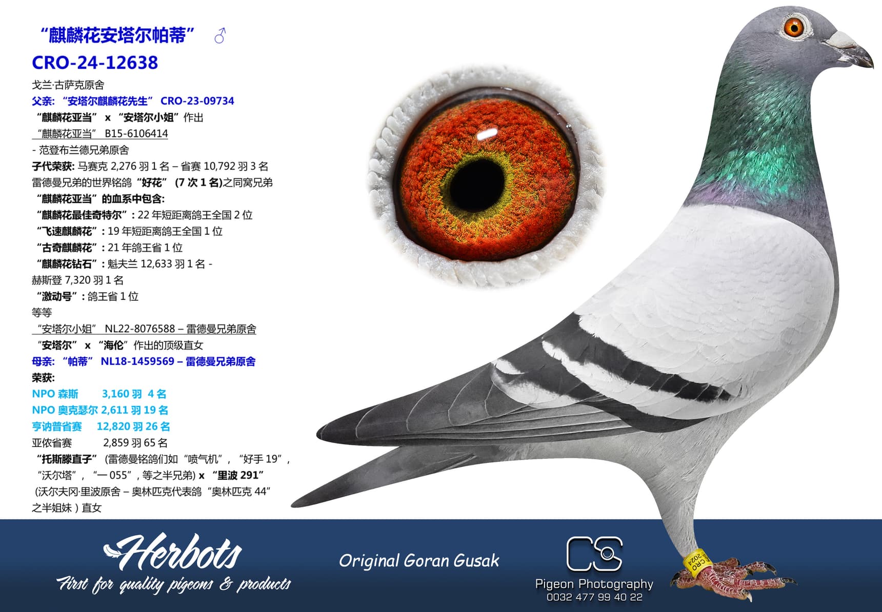 pigeon: “麒麟花安塔尔帕蒂”