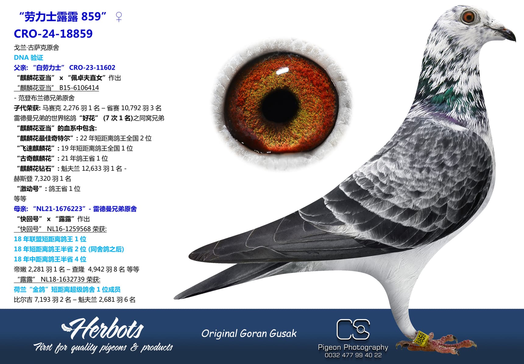 pigeon: “劳力士露露 859”