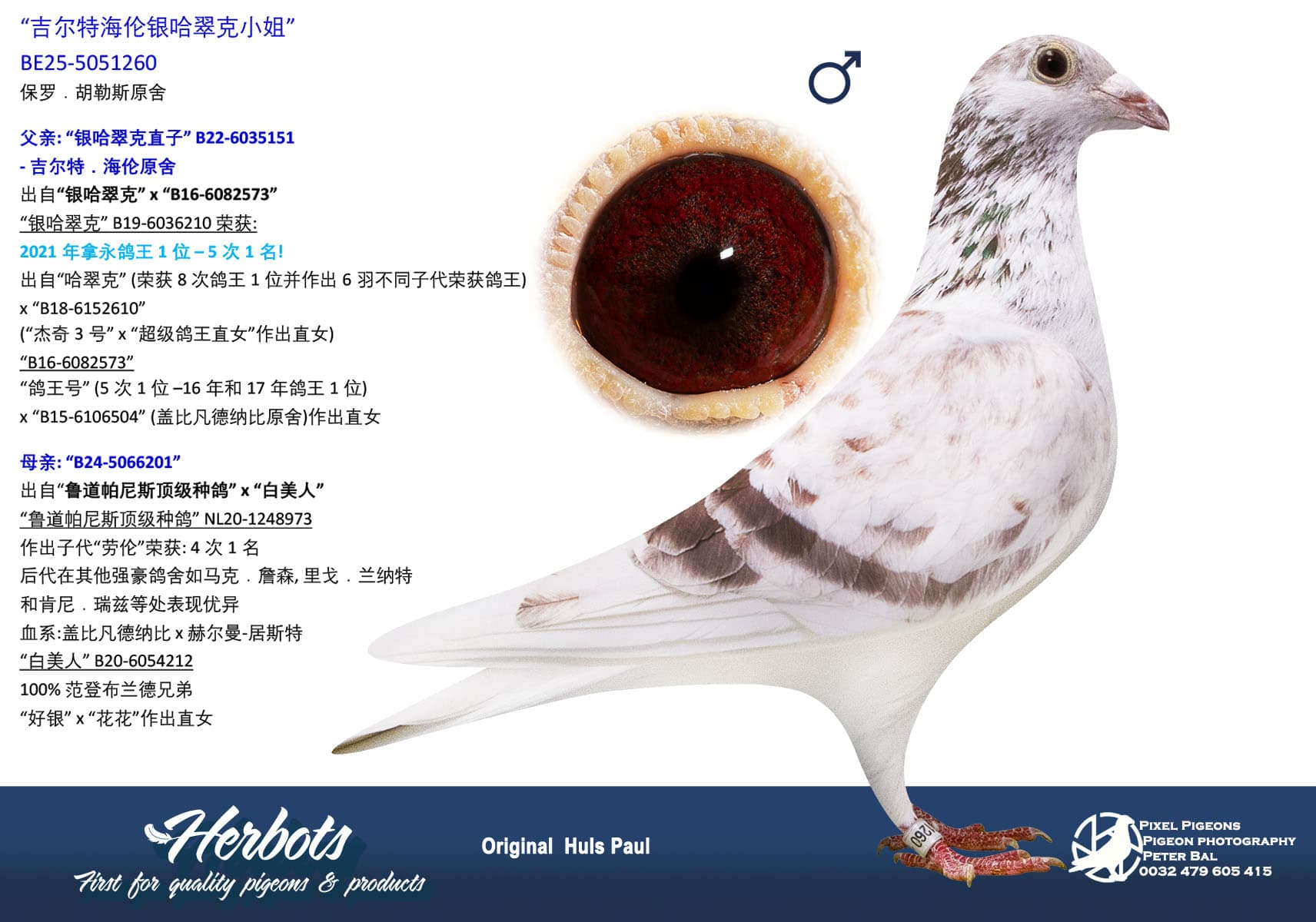 pigeon: undefined