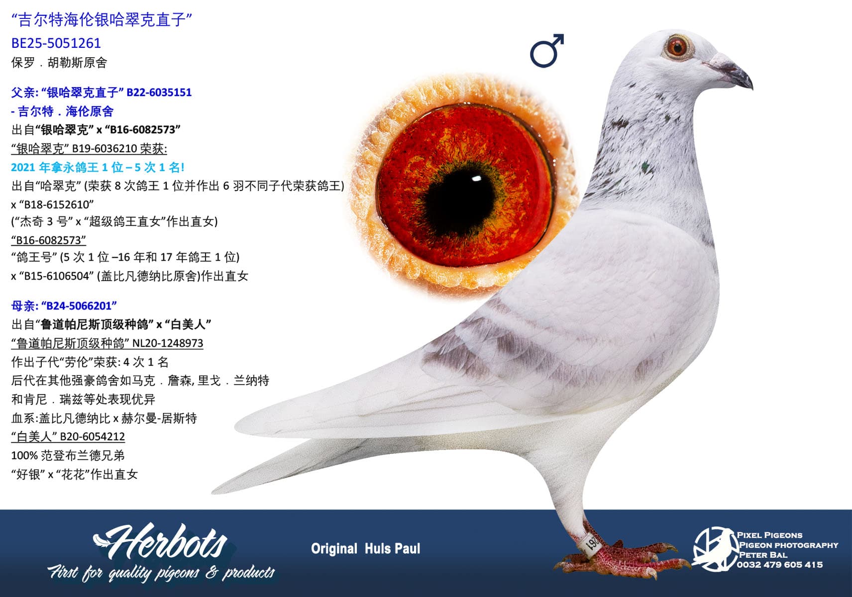 pigeon: undefined