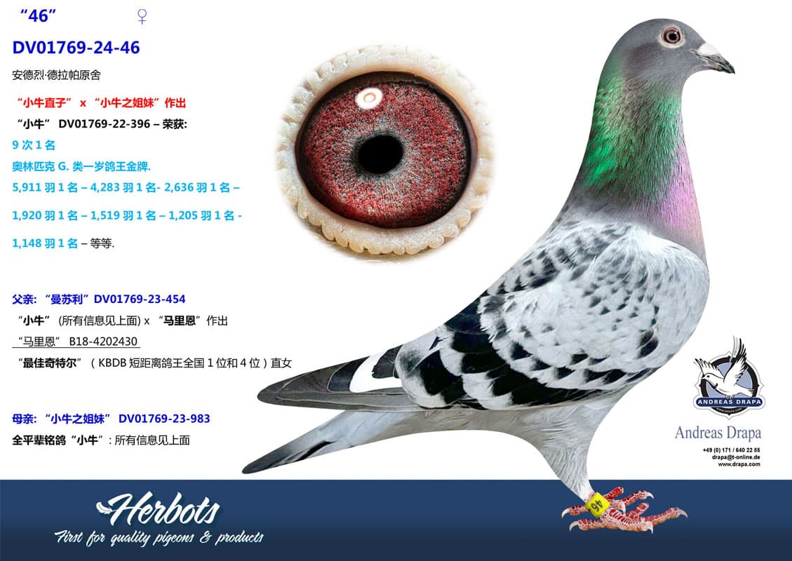 pigeon: undefined