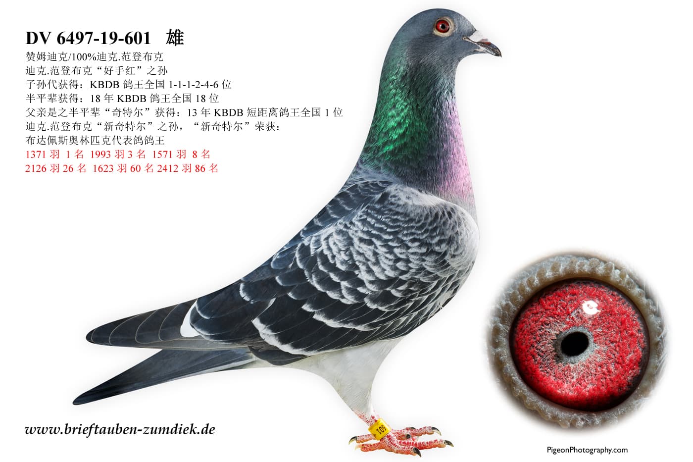 pigeon: undefined