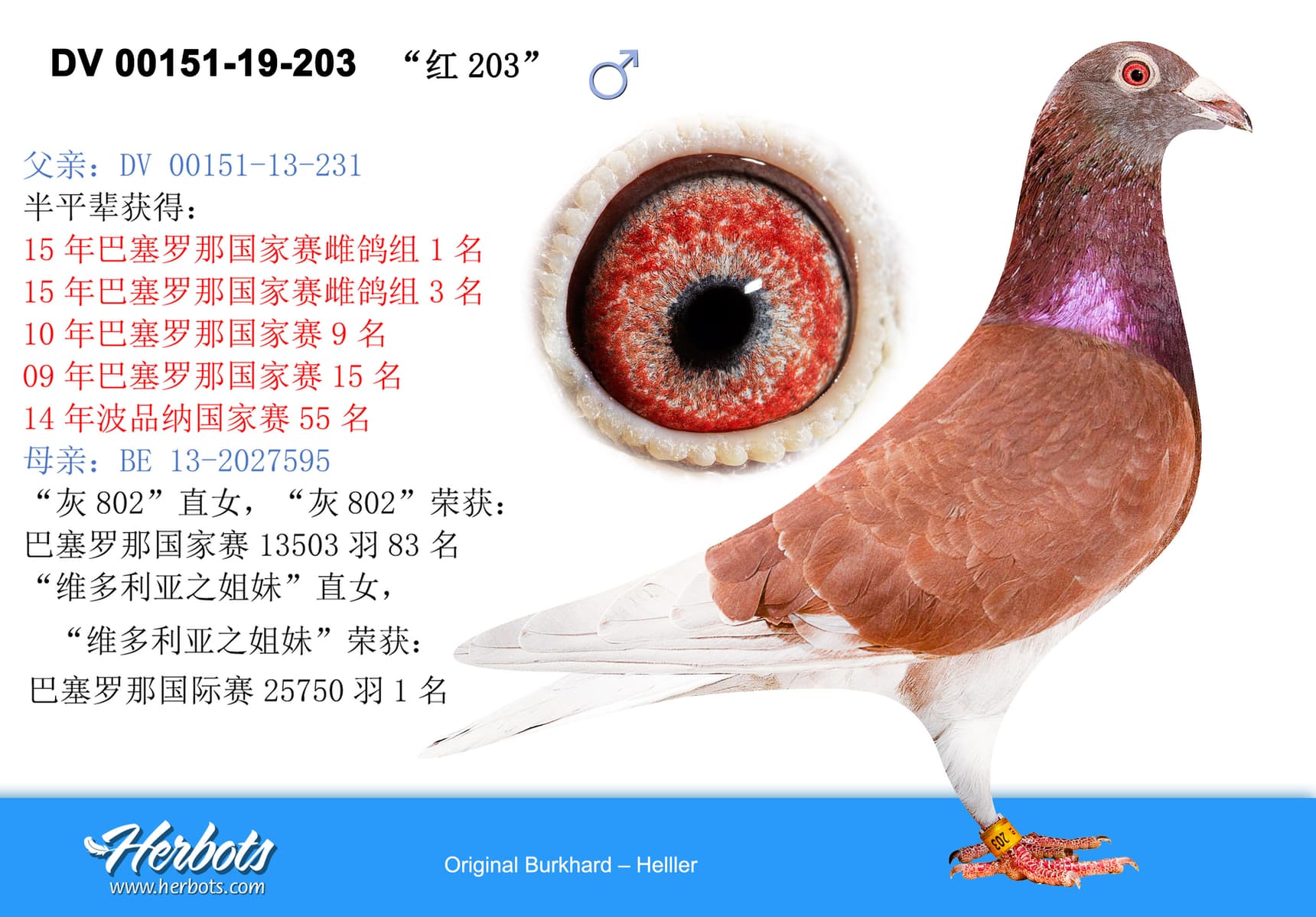pigeon: undefined