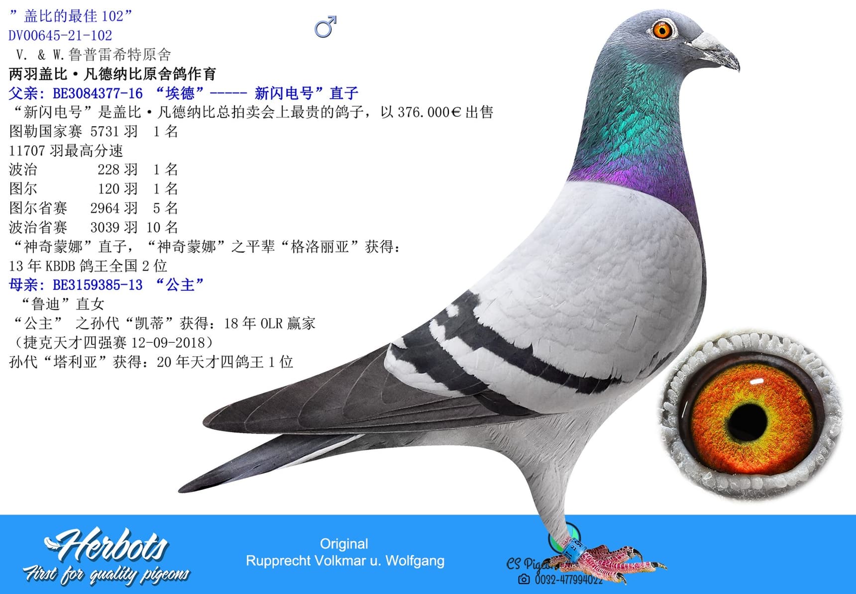 pigeon: undefined