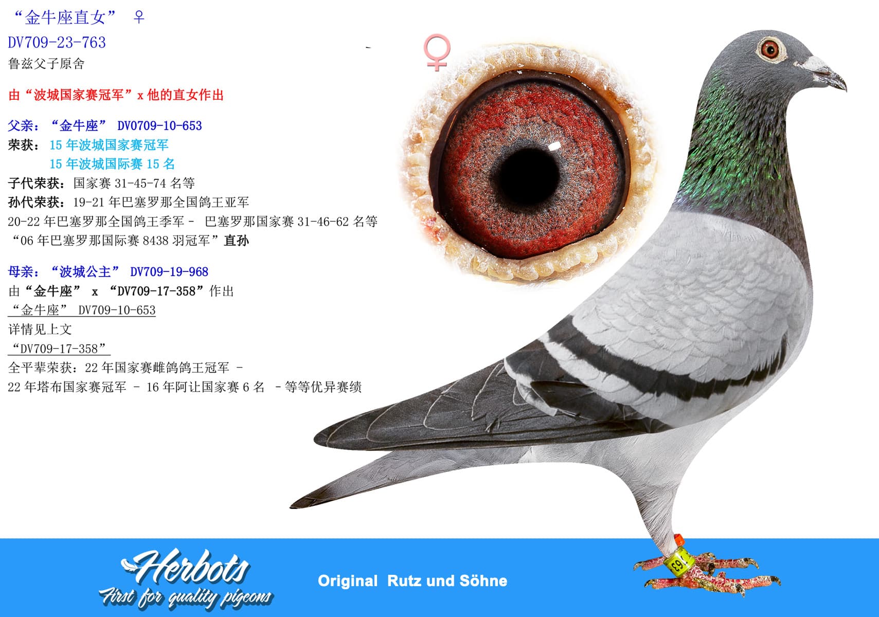 pigeon: undefined