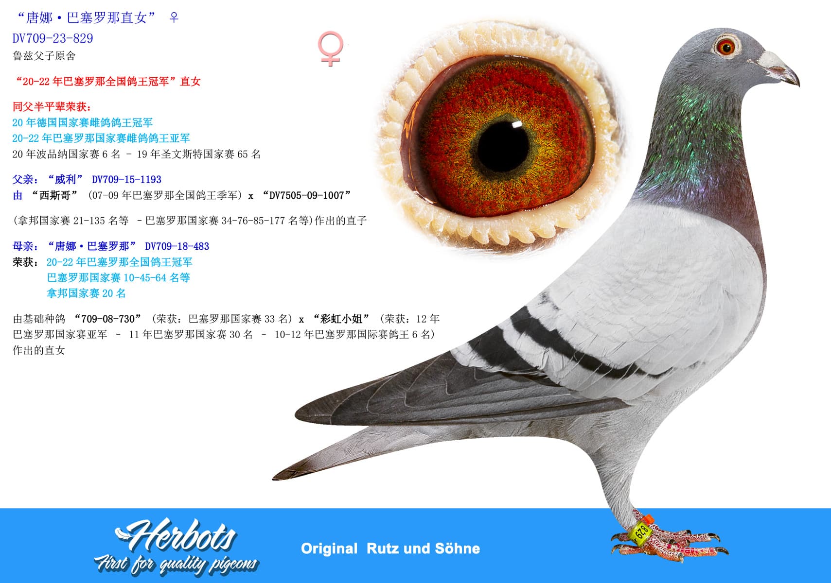 pigeon: undefined