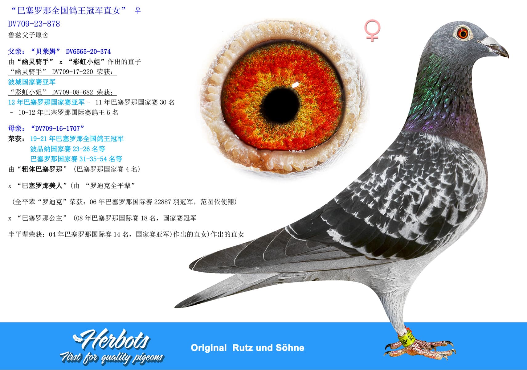 pigeon: undefined
