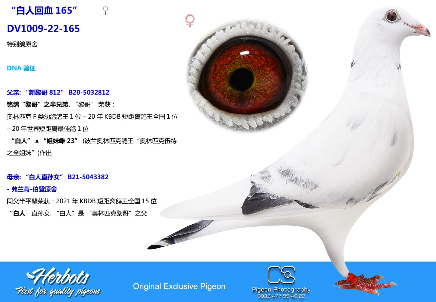 pigeon: undefined