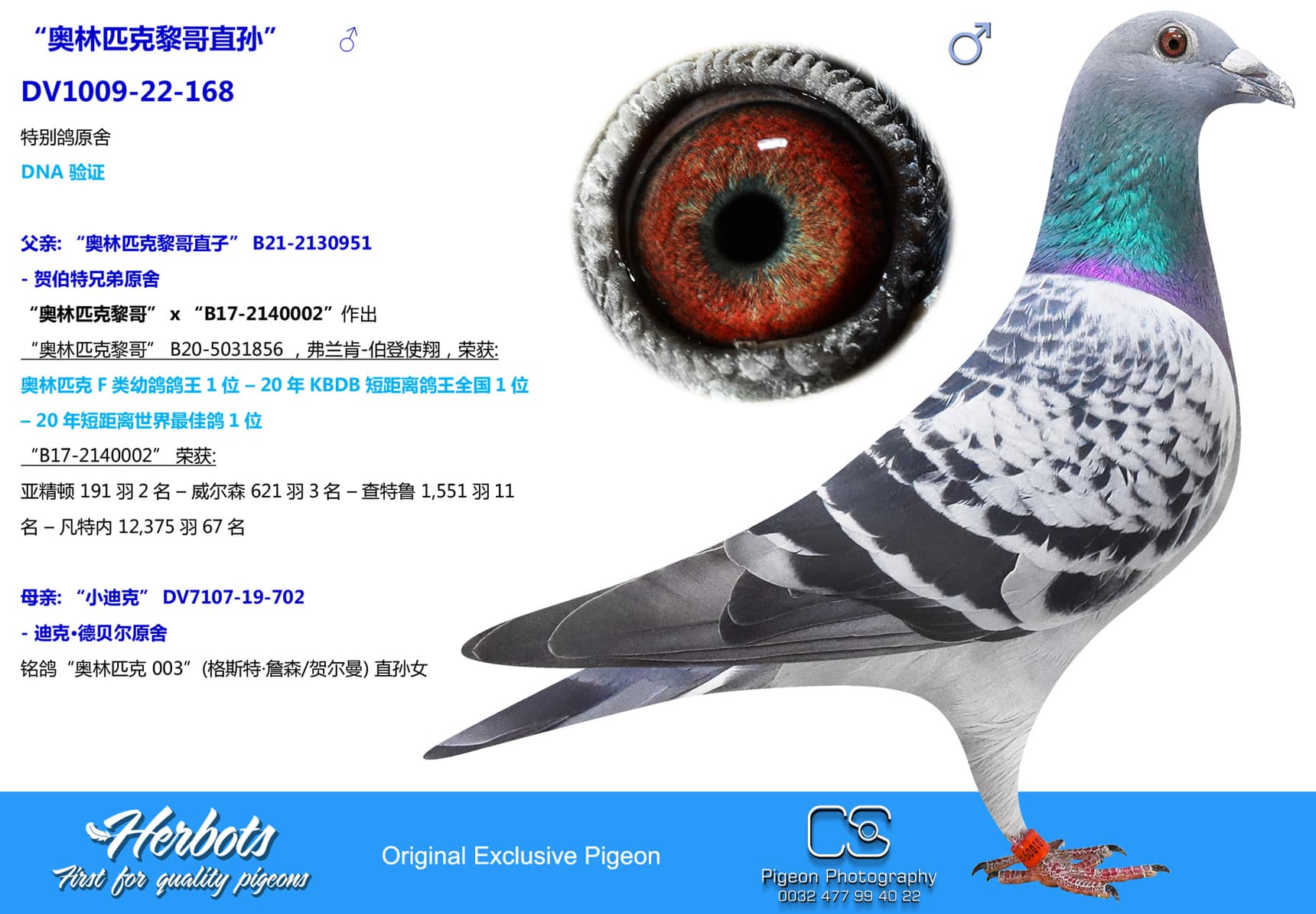 pigeon: undefined