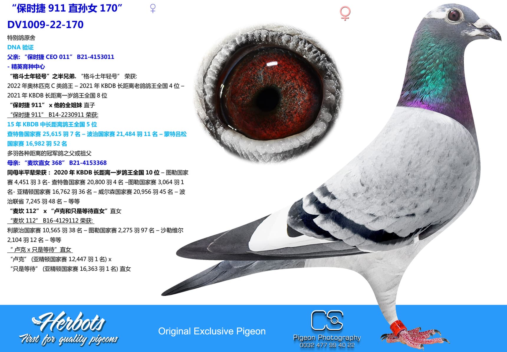 pigeon: undefined