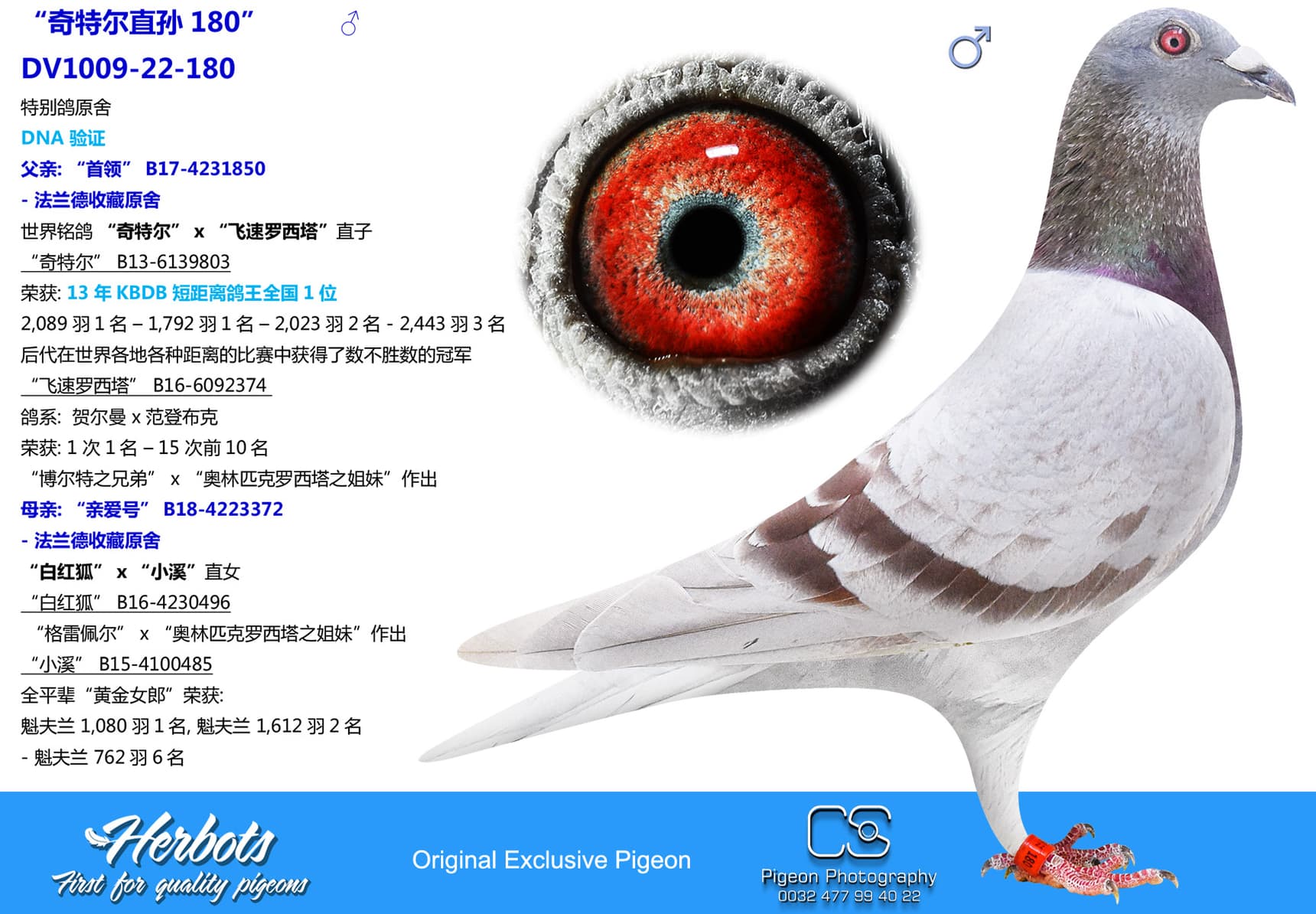 pigeon: undefined