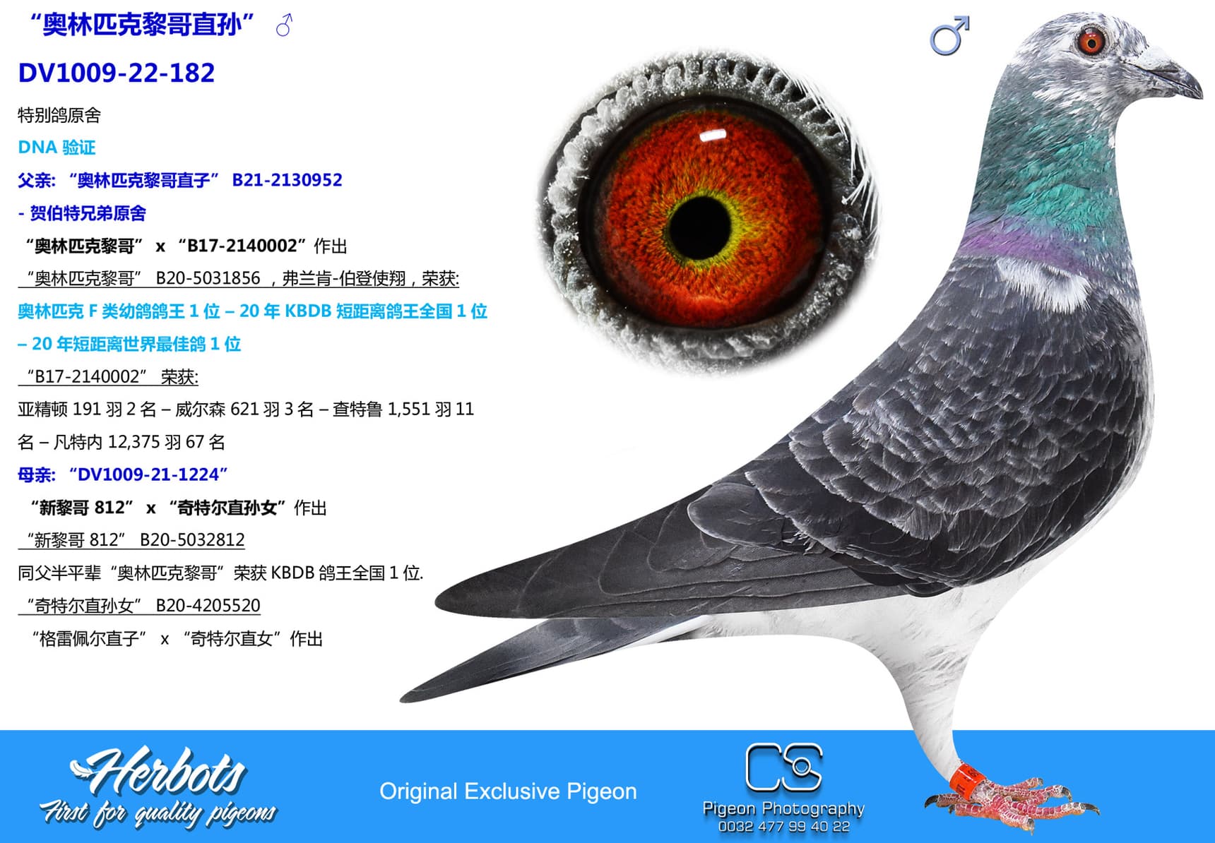 pigeon: undefined