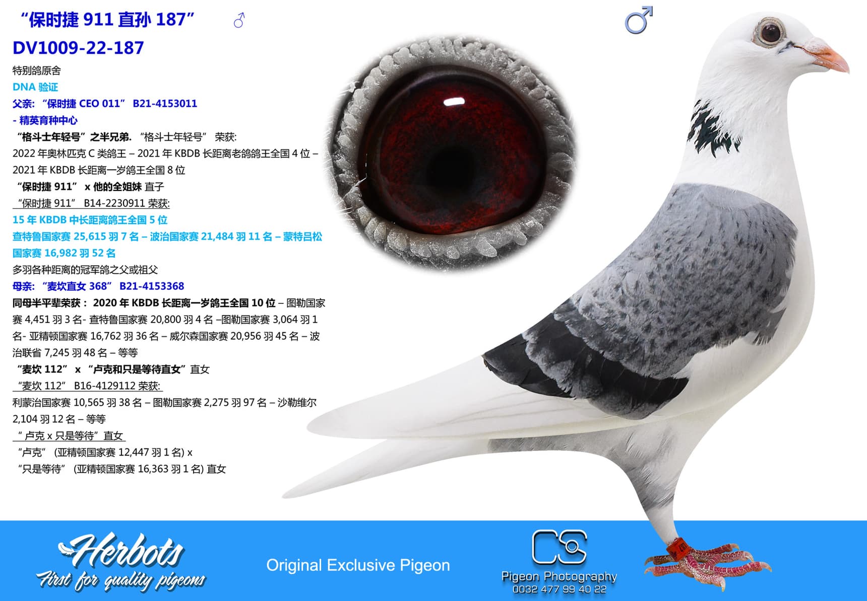 pigeon: undefined