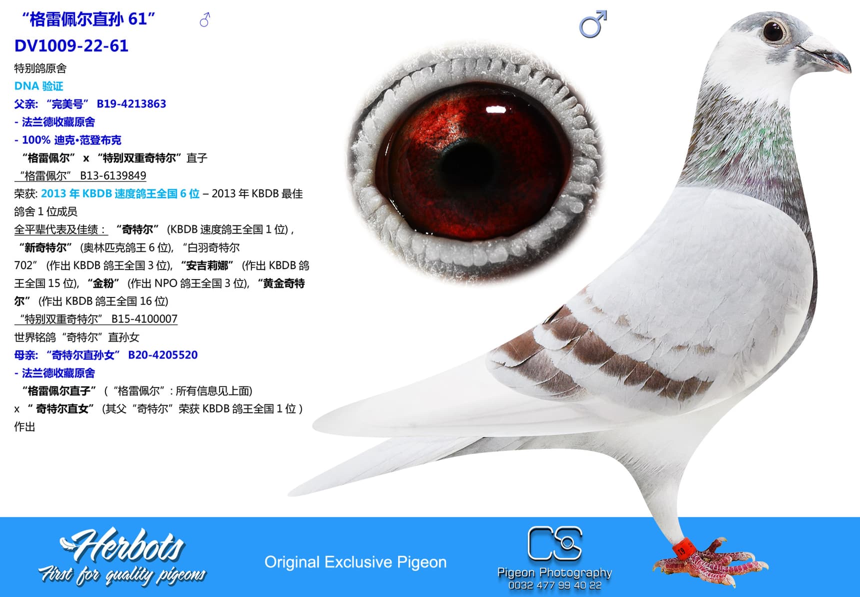 pigeon: undefined