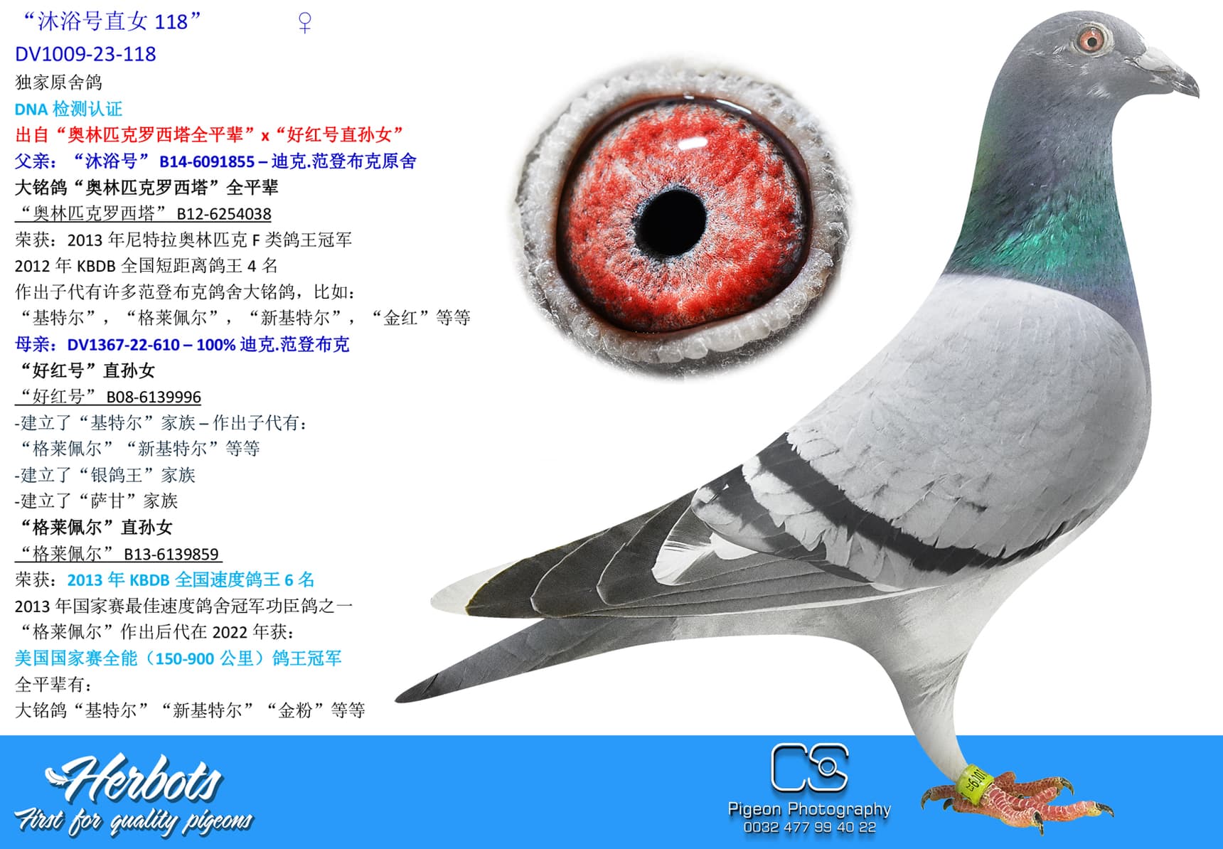 pigeon: undefined