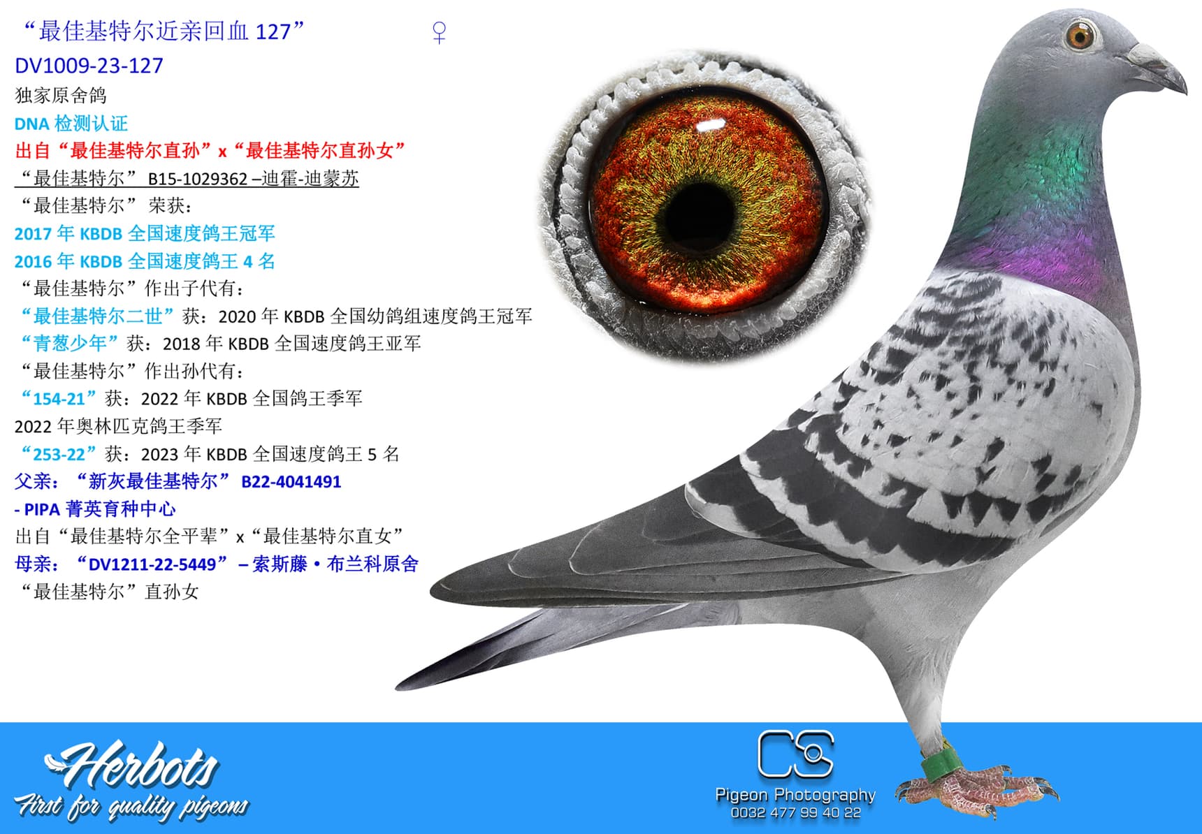 pigeon: undefined