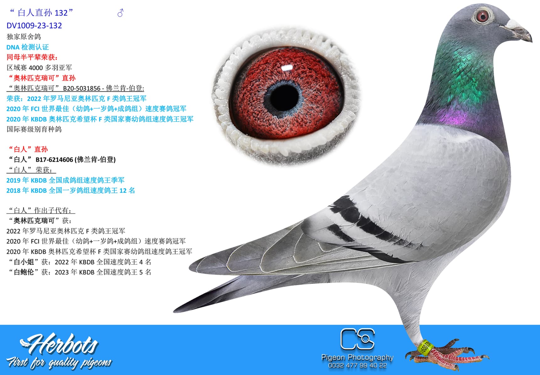 pigeon: undefined